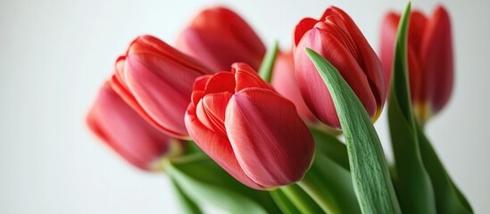 Fototapeta premium Elegant red tulips arranged artistically on a soft white background showcasing their natural beauty and vibrant color.