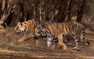 tigers in the wild