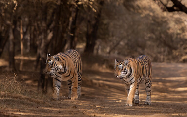 Tigers on the road
