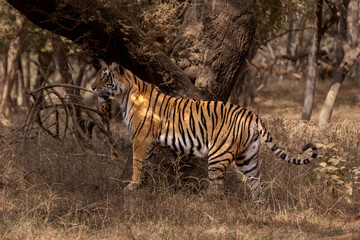 Tiger in the wild