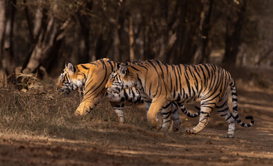 tigers in the jungle