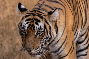 portrait of a tiger