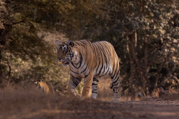 tiger in the wild
