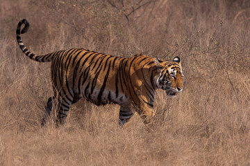 Fototapeta premium bengal tiger in the wild