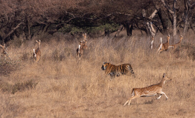 Tiger chasing deer
