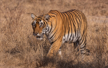 tiger in the grass