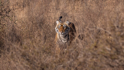 close up of a tiger