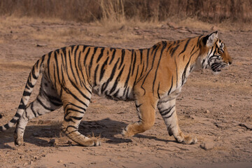 bengal tiger walking