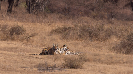 Tigers in the wild
