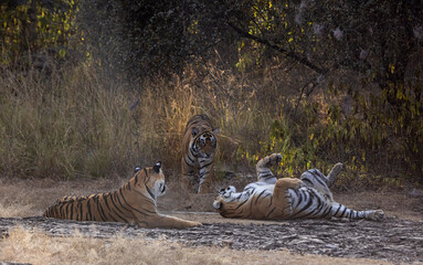 tiger in the wild