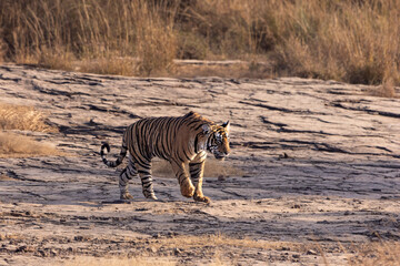 Fototapeta premium tiger in the wild