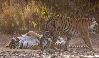 group of tigers