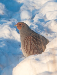 Gray patridge in the snow