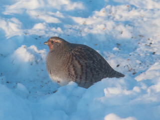 Gray patridge in the snow