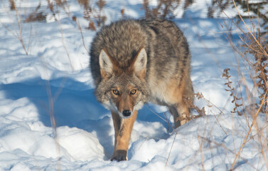 coyote in the snow