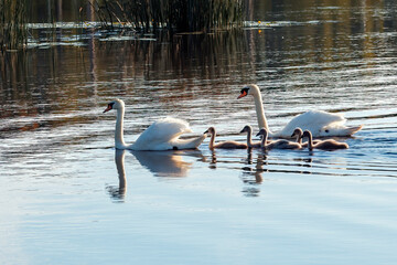 Family of mute swan is swimming and looking for food in the river or pond, bright summer day