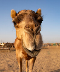 Hello Dromedar