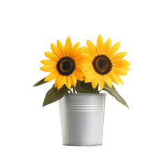 Obraz premium Bright sunflowers in a silver pot. transparent background