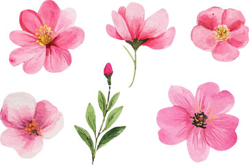 pink and white flowers