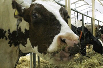 Close-up of Holstein cow in a dairy barn. The cow's curious expression and soft brown eyes are...