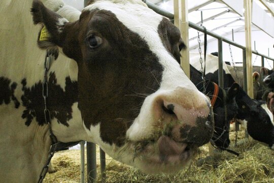 Close-up of Holstein cow in a dairy barn. The cow's curious expression and soft brown eyes are captivating. A dairy cow chews on hay while looking directly at the camera. Concept of dairy farming