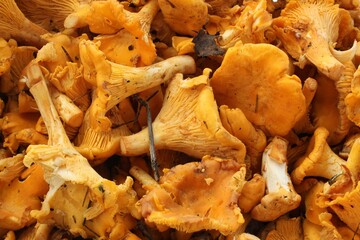 A heap of freshly picked chanterelle mushrooms, showcasing their vibrant orange color and unique shape. A bountiful harvest of chanterelle mushrooms ready to be cooked