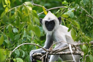 Obraz premium Northern plains gray langur (Semnopithecus entellus), also known as Sacred langur, Bengal sacred langur and Hanuman langur