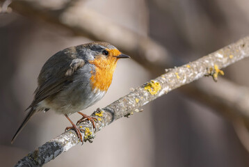 Robin