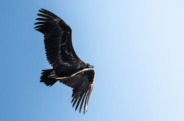 eagle in flight