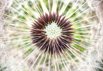 Dandelion Background. Macro shot of a white dandelion on a green background.  