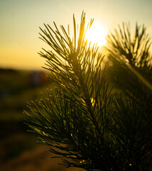 Pine branches in the rays of the setting sun. Shallow depth of field.