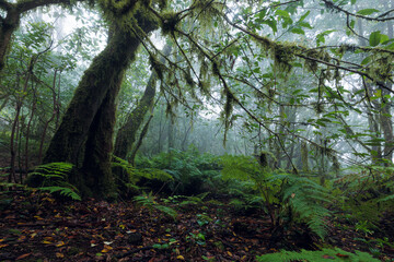 Laurisilva forest in the Anaga rural park
