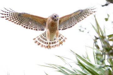 Red-shouldered hawk (Buteo lineatus) hovering in the wind in southwest Florida