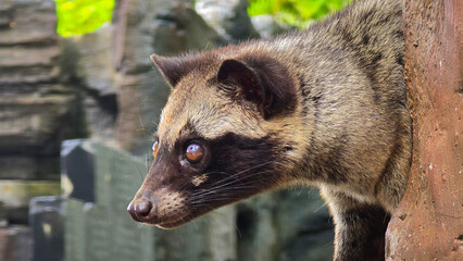 Obraz premium Asian palm civet or locals calls it Musang Pandan or Luwak coffee producer, latin name paradoxurus hermaphroditus, resting on a tree