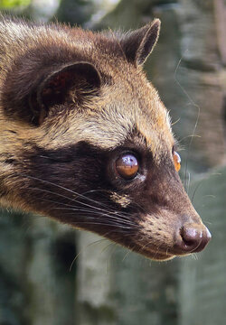 Asian palm civet or locals calls it Musang Pandan or Luwak coffee producer, latin name paradoxurus hermaphroditus, resting on a tree