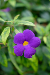 Fototapeta premium Beautiful purple flower Thunbergia erecta.