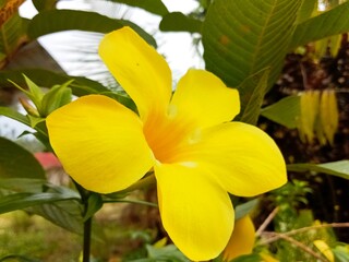yellow frangipani flower