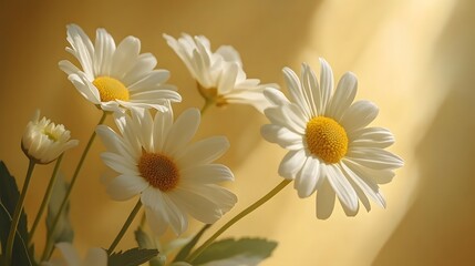 Fototapeta premium Delicate white daisies with yellow centers&nbsp;against&nbsp;pale background, featuring&nbsp;soft window&nbsp;shadow overlay and natural&nbsp;morning light, creating&nbsp;dreamy botanical&nbsp;atmosphere&nbsp;with&nbsp;macro&nbsp;details.