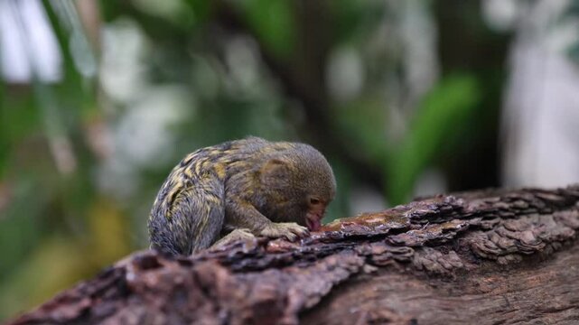 A pygmy marmoset engaging with a tree, nibbling and licking the bark.