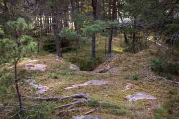 Rocks, boulders and holes in the forest. Photo