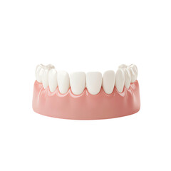 Realistic dental model showcasing healthy teeth. transparent background