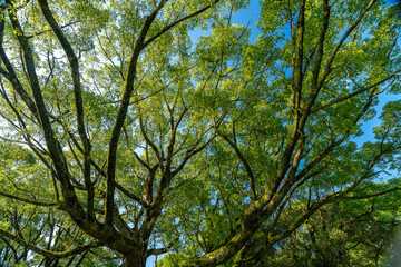 木陰広がる緑の楽園