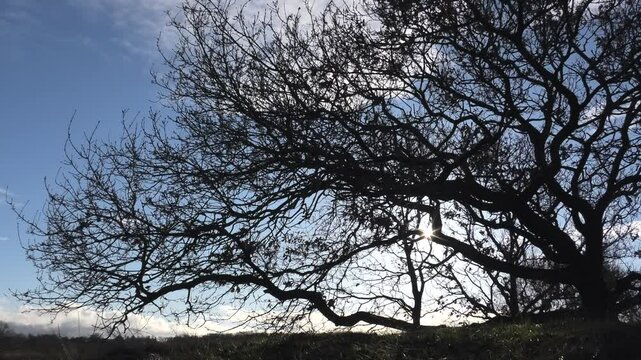 Verzweigter alter Eichenbaum im Herbst vor blauem Himmel, Bildhintergrund