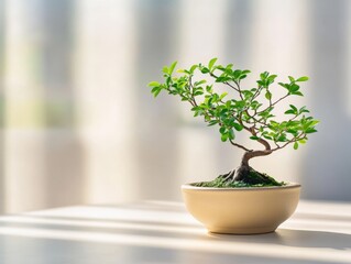 a bonsai tree in a beige pot sits on a table in bright sunlight