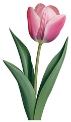 Fototapeta premium tulip postcard