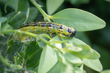 Makroaufnahme einer Raupe des Buchsbaumzünslers (Cydalima perspectalis) beim Fressen von Buchsbaumblättern (Buxus sempervirens)