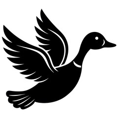 black and white duck