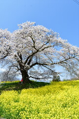 日向の人待ち地蔵桜(福島県)