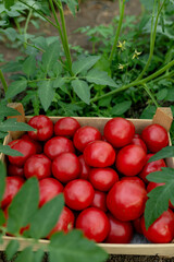 Fresh tomatoes in wooden crates placed in a tomato farm.