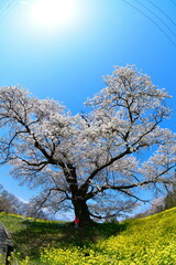 日向の人待ち地蔵桜（福島県）